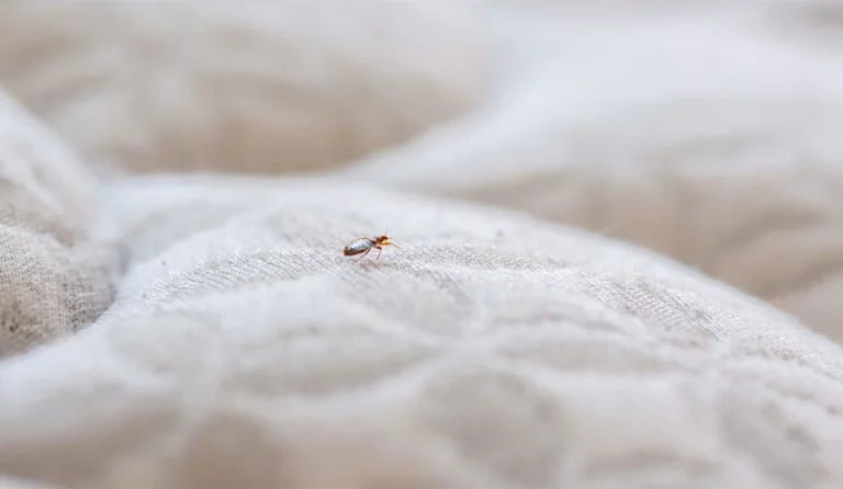 Comment reconnaître une infestation de punaises de lit ?