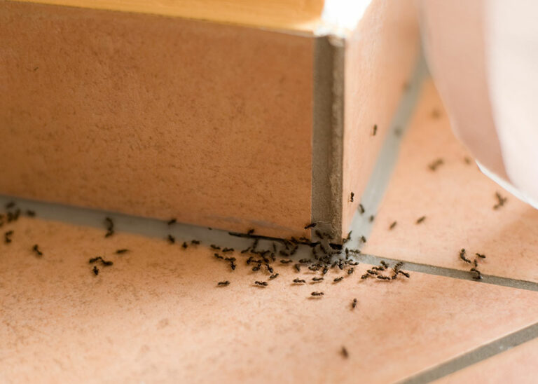 Prévenir les infestations de fourmis et autres insectes dans votre cuisine : Nos conseils pratiques