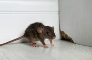 les rats envahissent-ils votre maison et comment les repousser