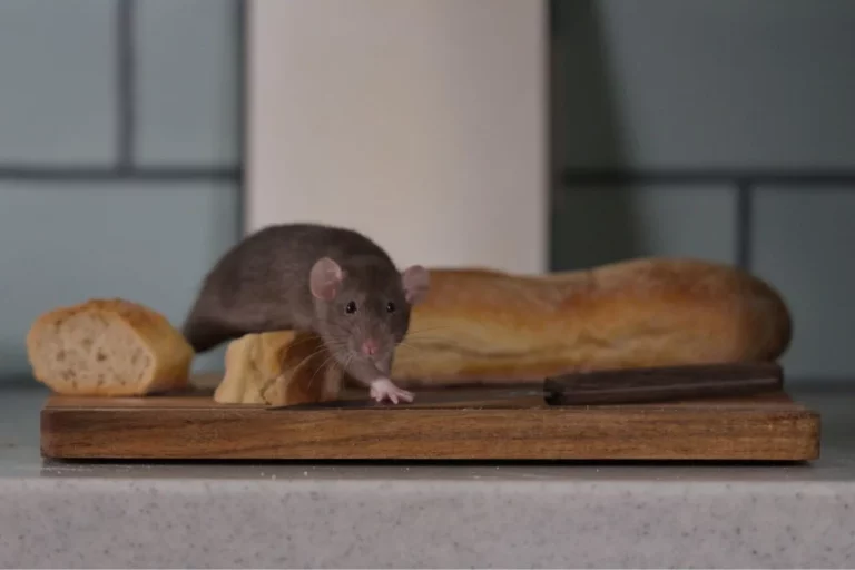 rat-dans-la-maison-jpg