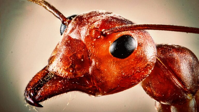 Les fourmis de feu dans le jardin : Comment protéger vos plantes
