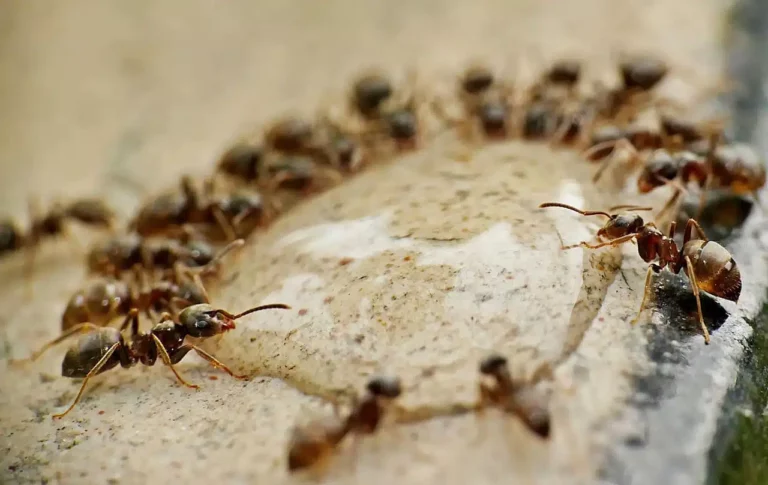 Comment lutter contre les fourmis ? Nos conseils pour une éradication efficace