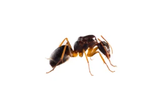 Termite photographié en gros plan