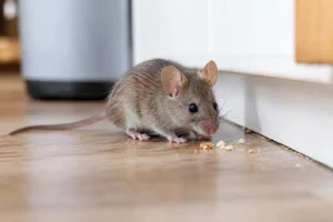Souris près d'un meuble de cuisine sur le sol Copy alt text Copy filename